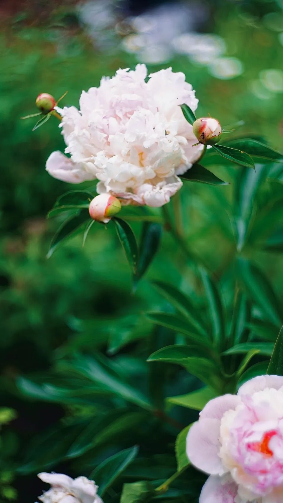 Pink Hawaiian Coral Peony Root - Soil Song