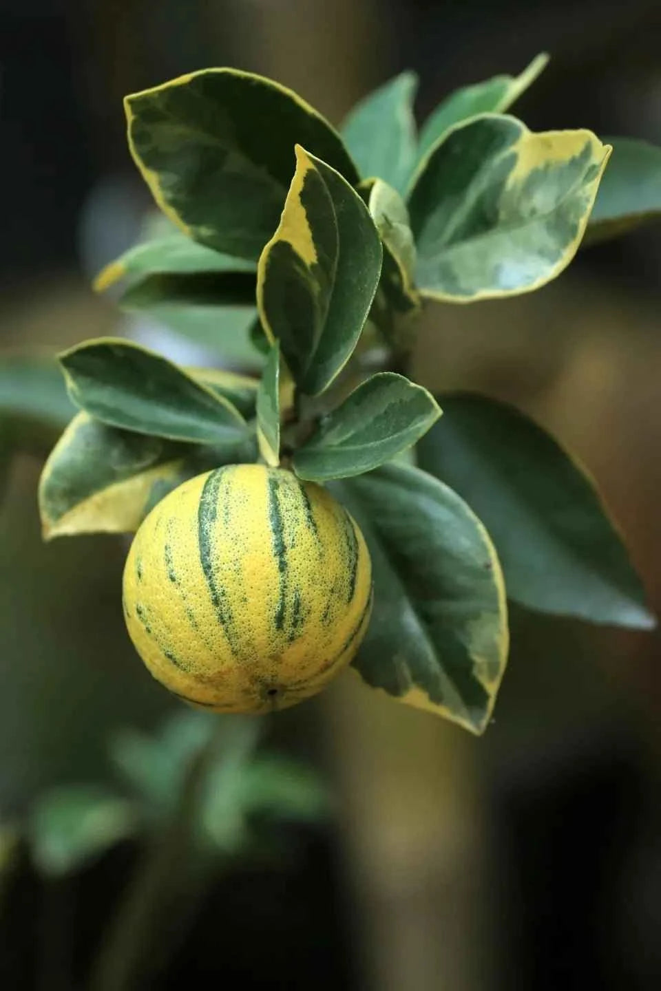Pink Variegated Eureka Lemon Tree