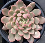 Pink succulent rosette plant in dark round pot, top view