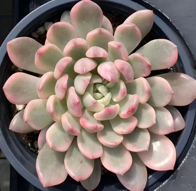 Pink and pale green succulent rosette in a dark 4-inch pot