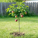 Plum Sapling - Soil Song