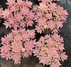 Pink artificial flowers with layered petals forming a dense circular wreath