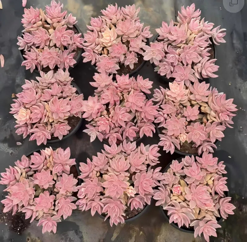 Pink artificial flower garland with layered petals in a circular layout
