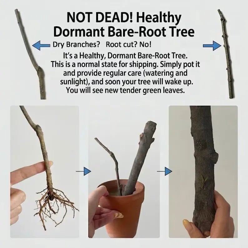 Dormant bare-root cherry tree with bare roots in hands