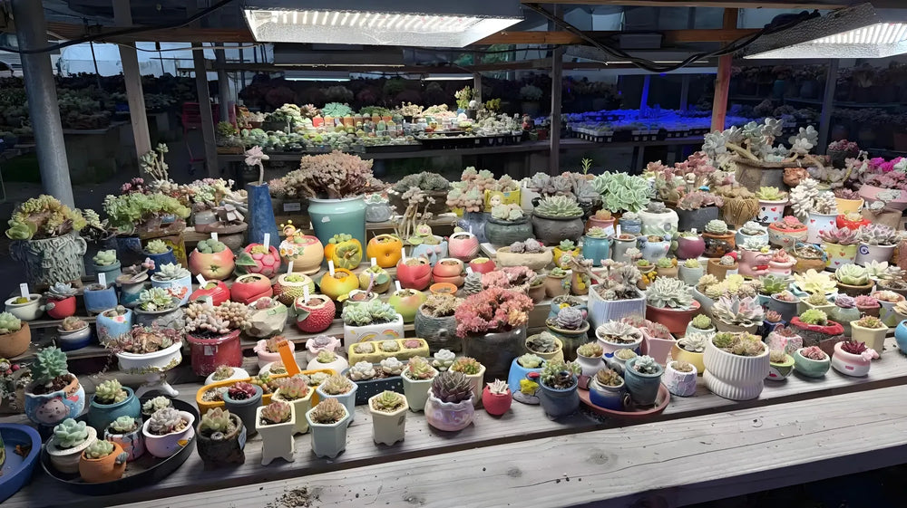 Many kinds of succulents in the nursery.
