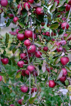 Red Delicious Apple Tree