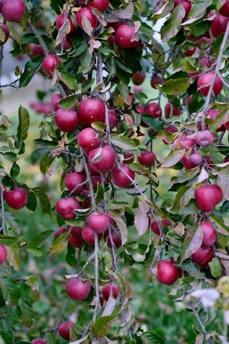 Red Delicious Apple Tree - Soil Song