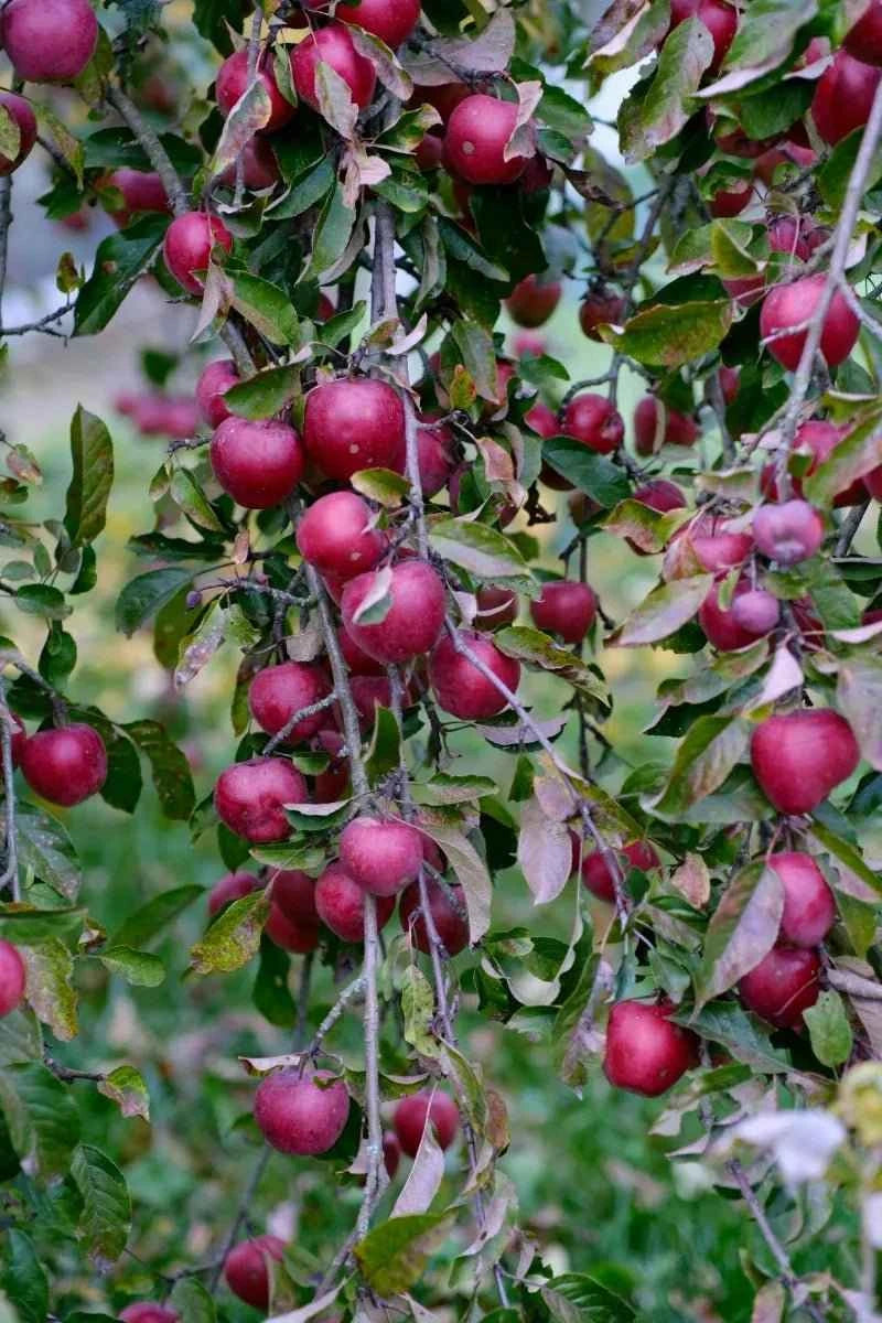 Red Delicious Apple Tree