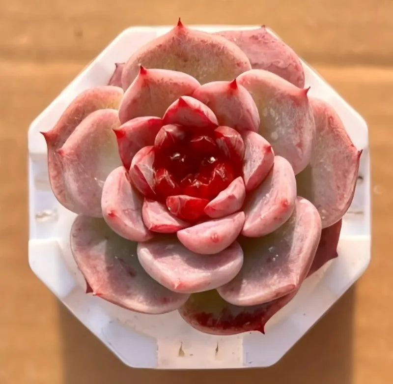 Red Velvet succulent plant in a white octagonal pot, red-pink rosette center
