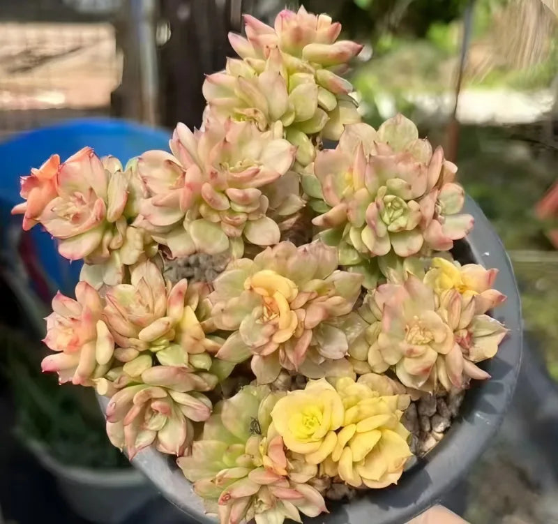 Succulent rosette arrangement in round tray, pale green and pink with yellow center