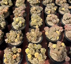 Assorted succulent rosettes in black pots, mixed yellow, cream, and pink tones
