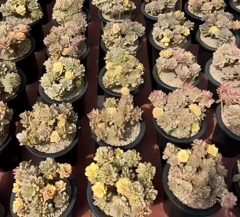 Assorted succulent rosettes in black pots, mixed yellow, cream, and pink tones