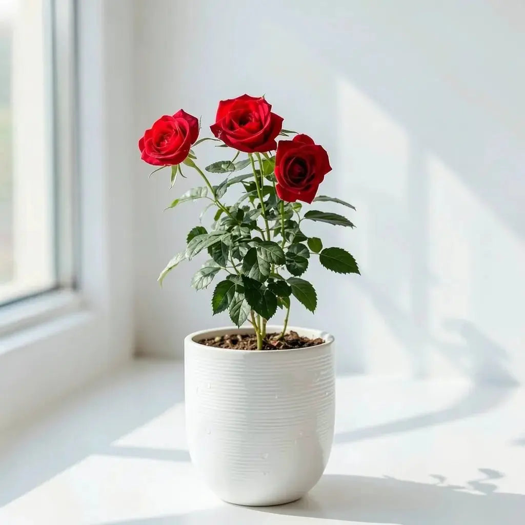Rose Sapling - Soil Song