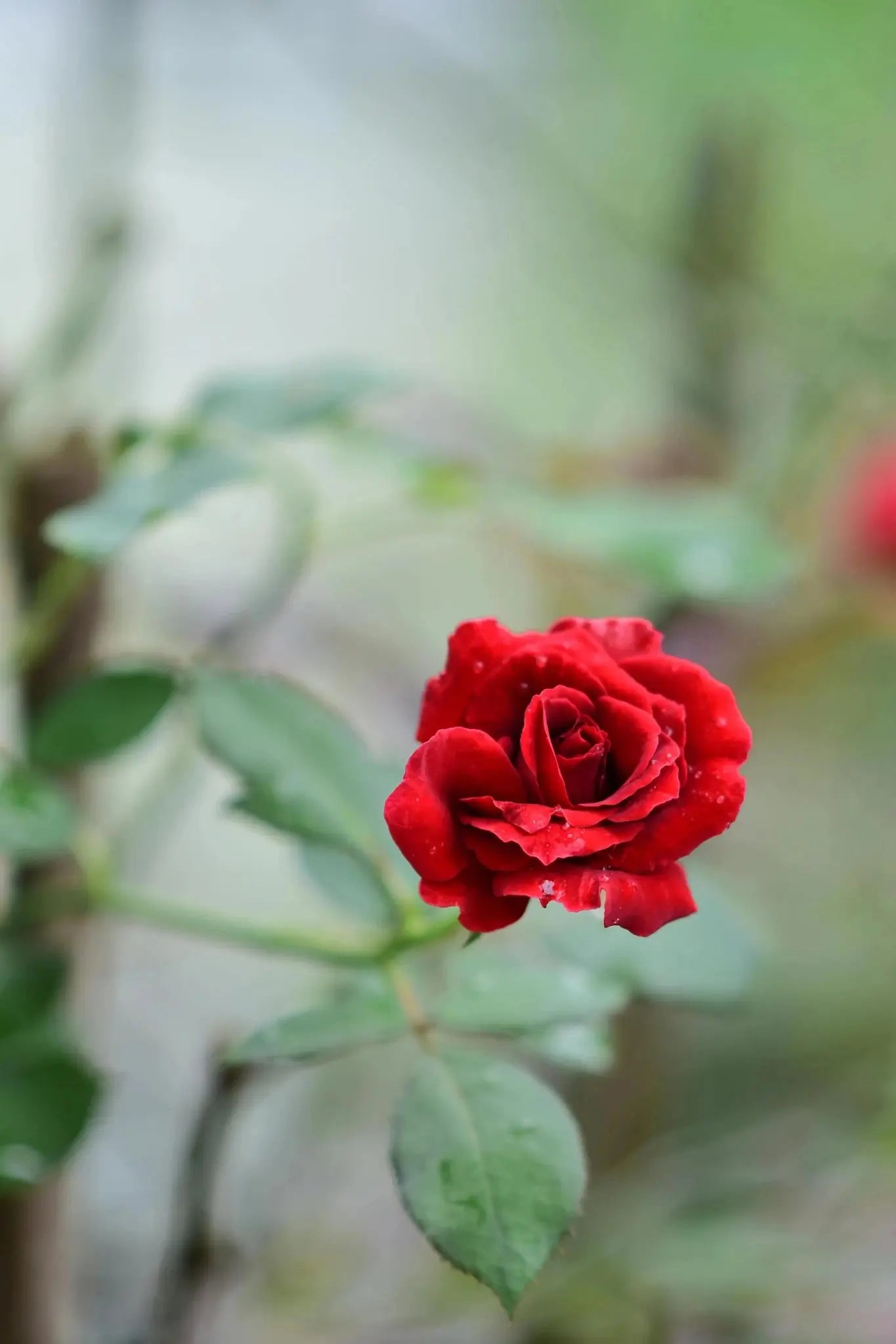 Rose Sapling - Soil Song