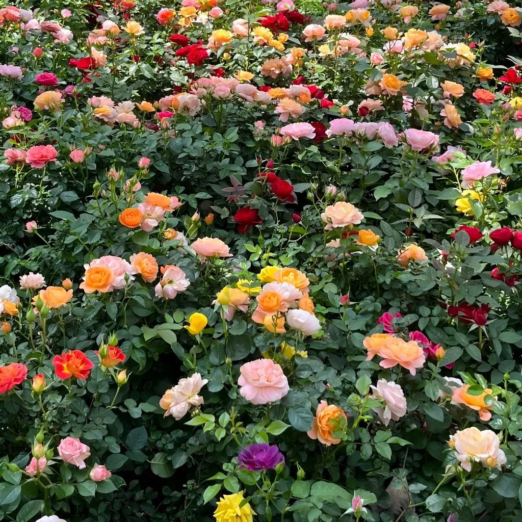 Mixed Rose Seeds - 200Pcs mysoilsong