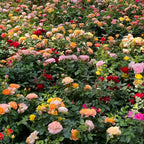 Mixed Rose Seeds - 200Pcs mysoilsong