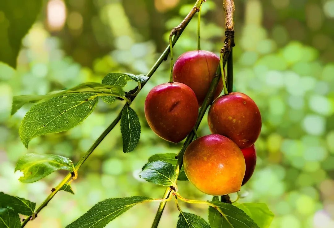 Santa Rosa Plum Tree - Soil Song