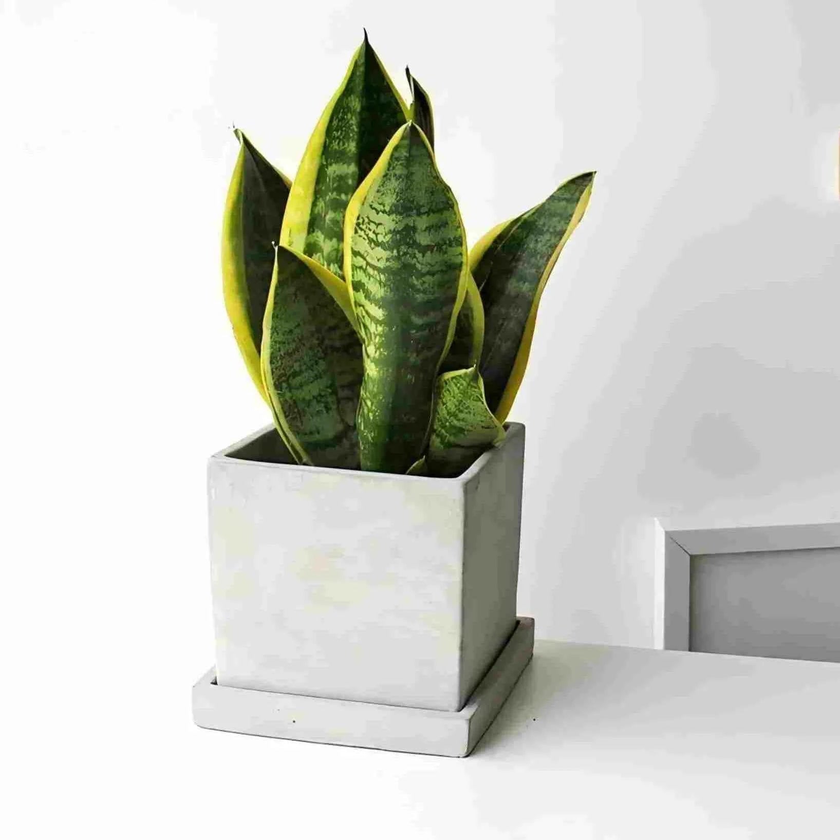 Snake plant in light gray square pot