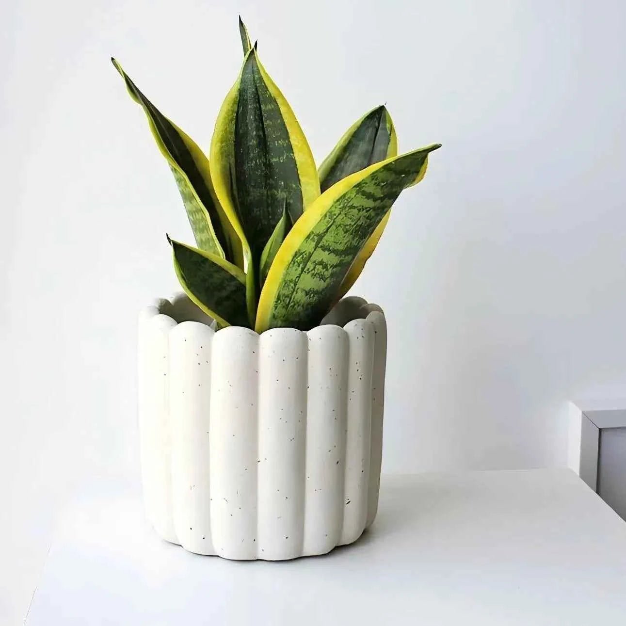 Snake plant in white ribbed ceramic pot