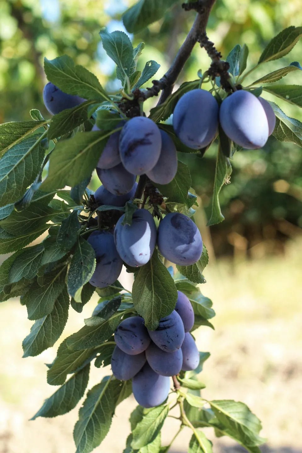 Stanley Plum Tree - Soil Song
