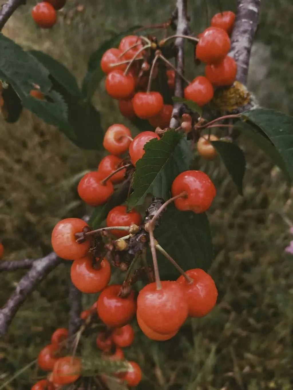 Stella Cherry Tree