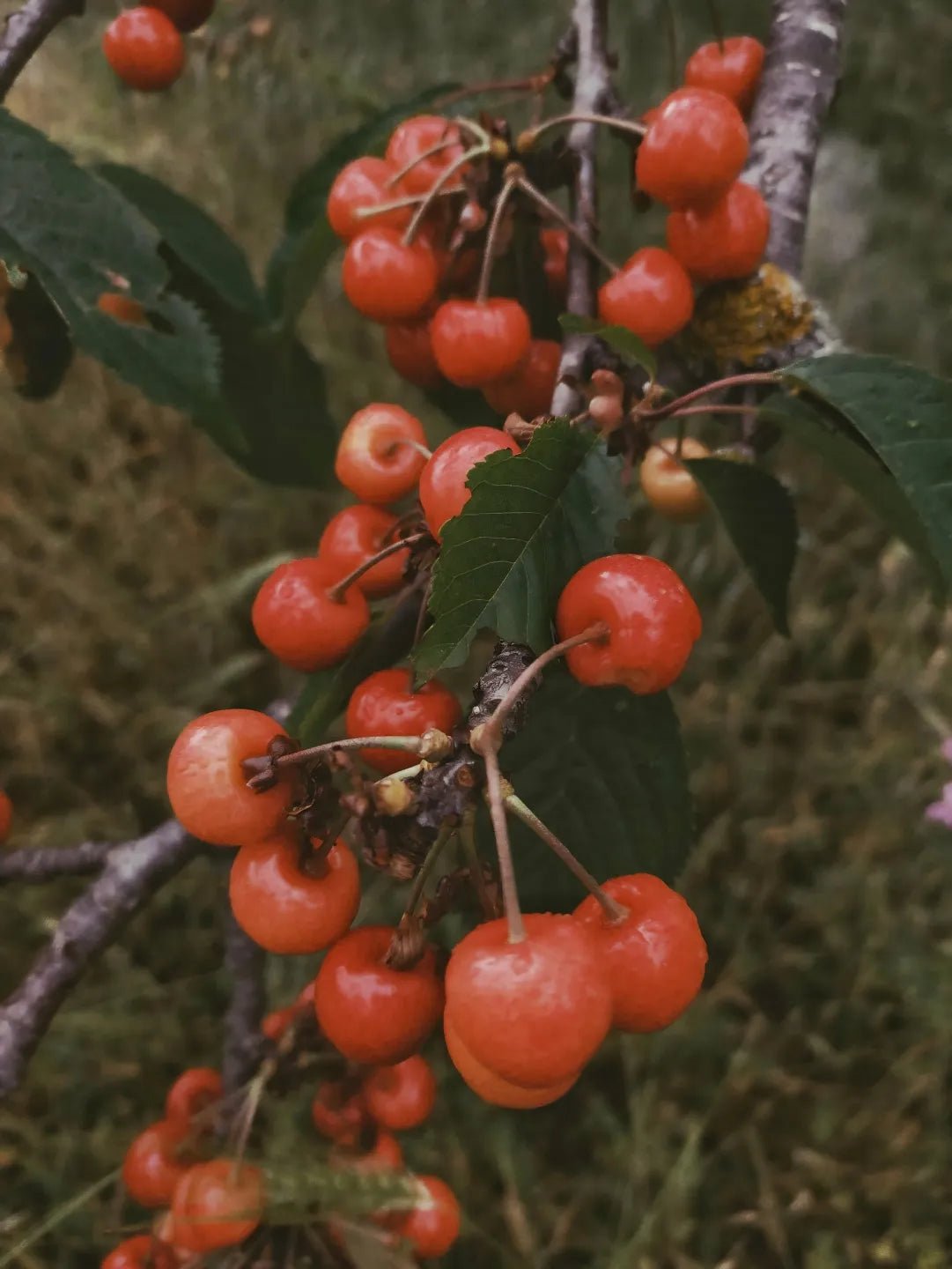Stella Cherry Tree - Soil Song
