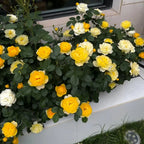 Sunny Bubble Rose Soil Song