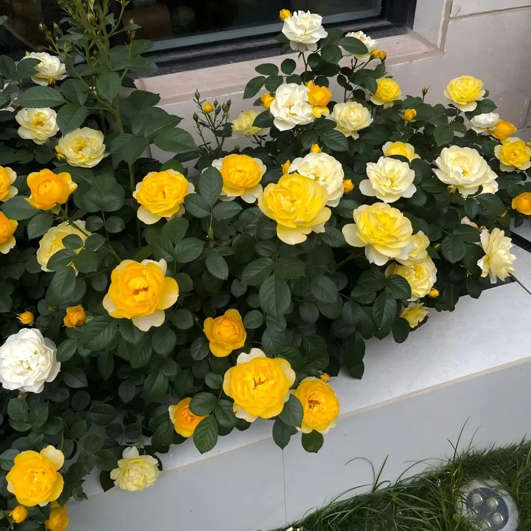 Sunny Bubble Rose