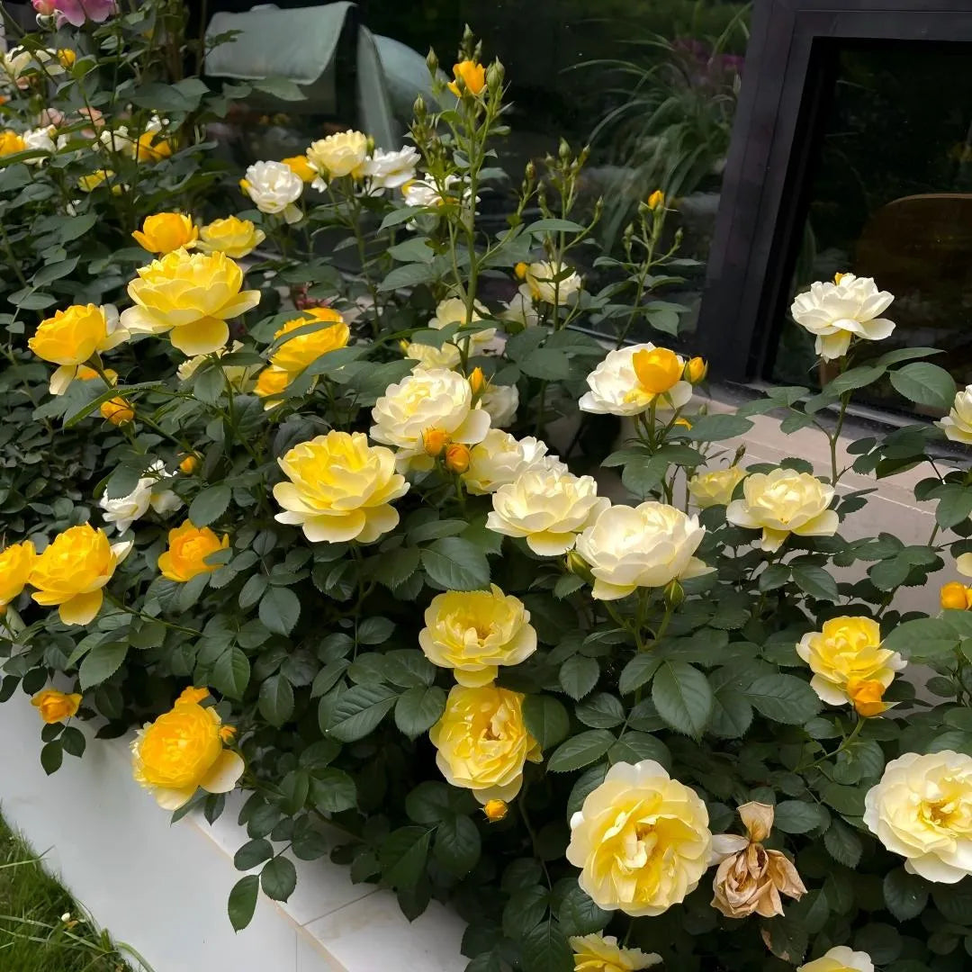 Sunny Bubble Rose