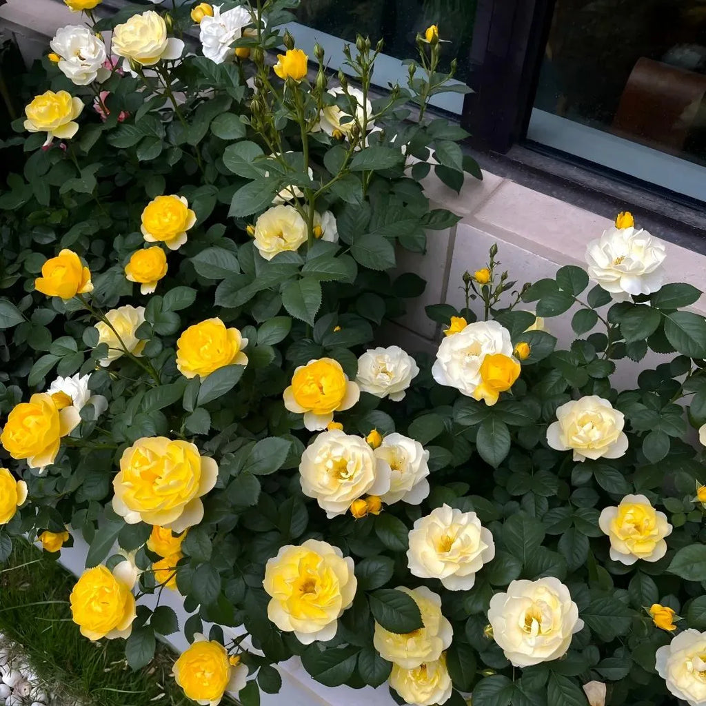 Sunny Bubble Rose Soil Song