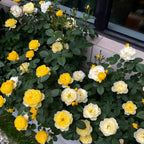 Sunny Bubble Rose Soil Song
