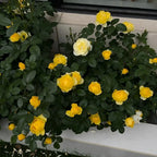 Sunny Bubble Rose Soil Song