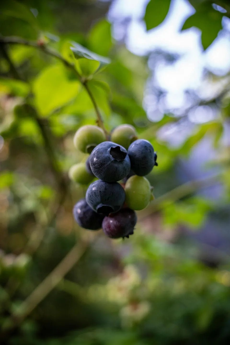 Sunshine Blue Blueberry Bush - Soil Song