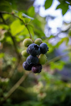 Sunshine Blue Blueberry Bush - Soil Song