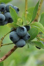 Sweetheart Blueberry Bush - Soil Song