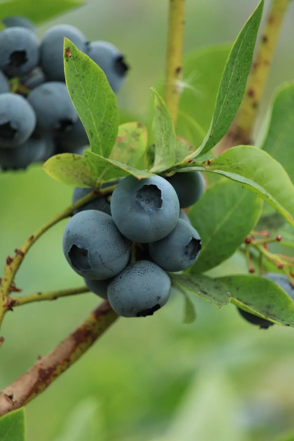 Sweetheart Blueberry Bush - Soil Song