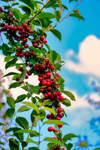 Sweetheart Cherry Tree