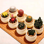 The Desert Jewels 8 - Piece Premium Cactus Mystery Box - Soil Song