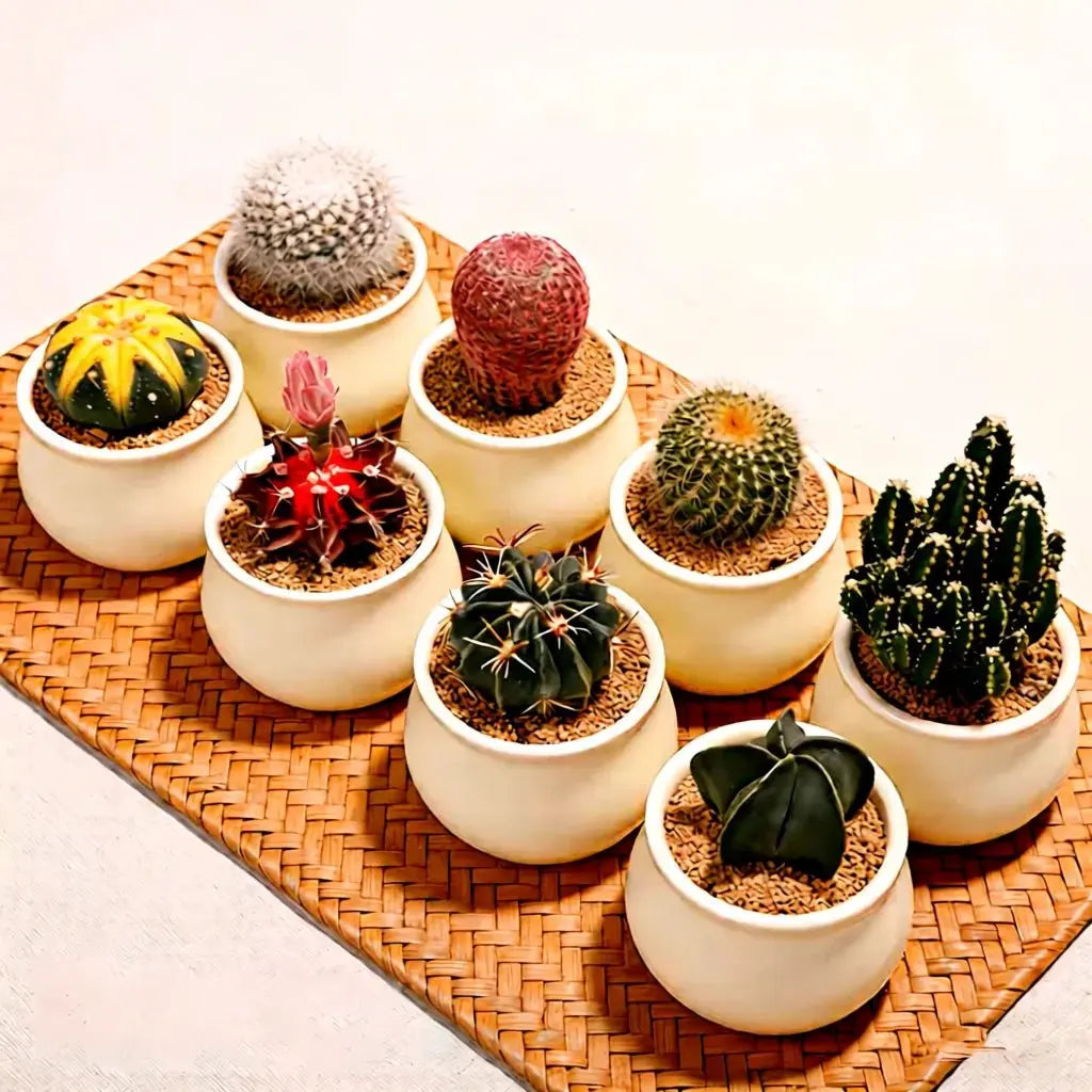 The Desert Jewels 8 - Piece Premium Cactus Mystery Box - Soil Song