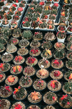 Cactus Collection - 8-Piece Curated Living Sculpture Set (2.5" Pots)