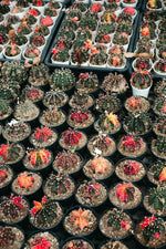 The Desert Jewels 8 - Piece Premium Cactus Mystery Box - Soil Song