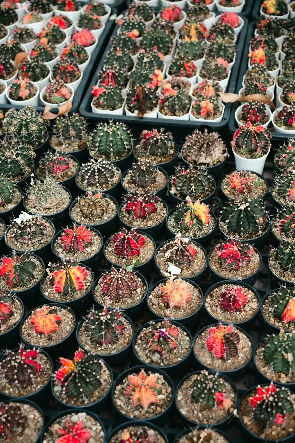 The Desert Jewels 8 - Piece Premium Cactus Mystery Box - Soil Song