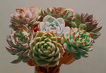 The Desert Rainbow: 12 - Piece Premium Succulent Collection - Soil Song