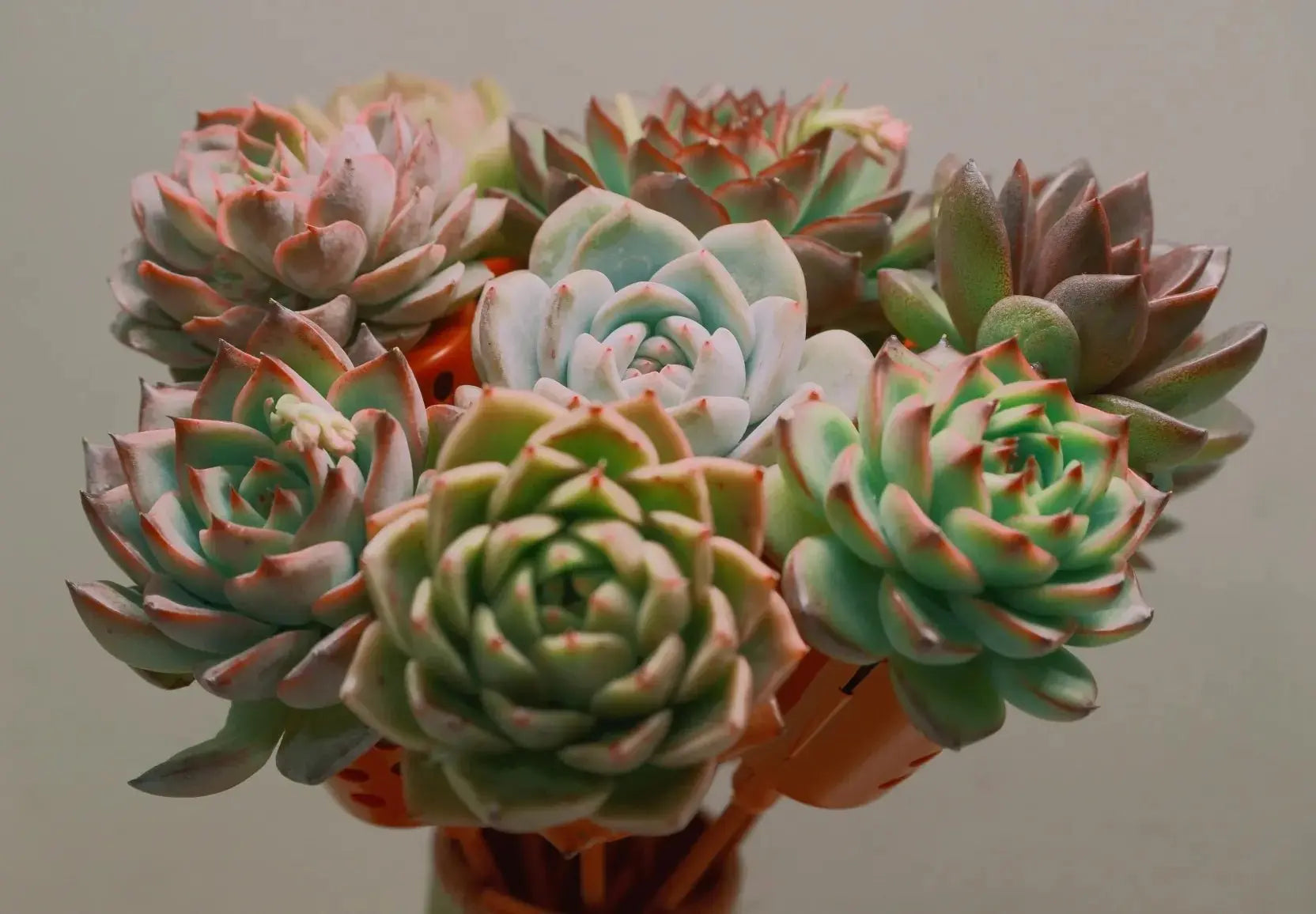 The Desert Rainbow: 12 - Piece Premium Succulent Collection - Soil Song