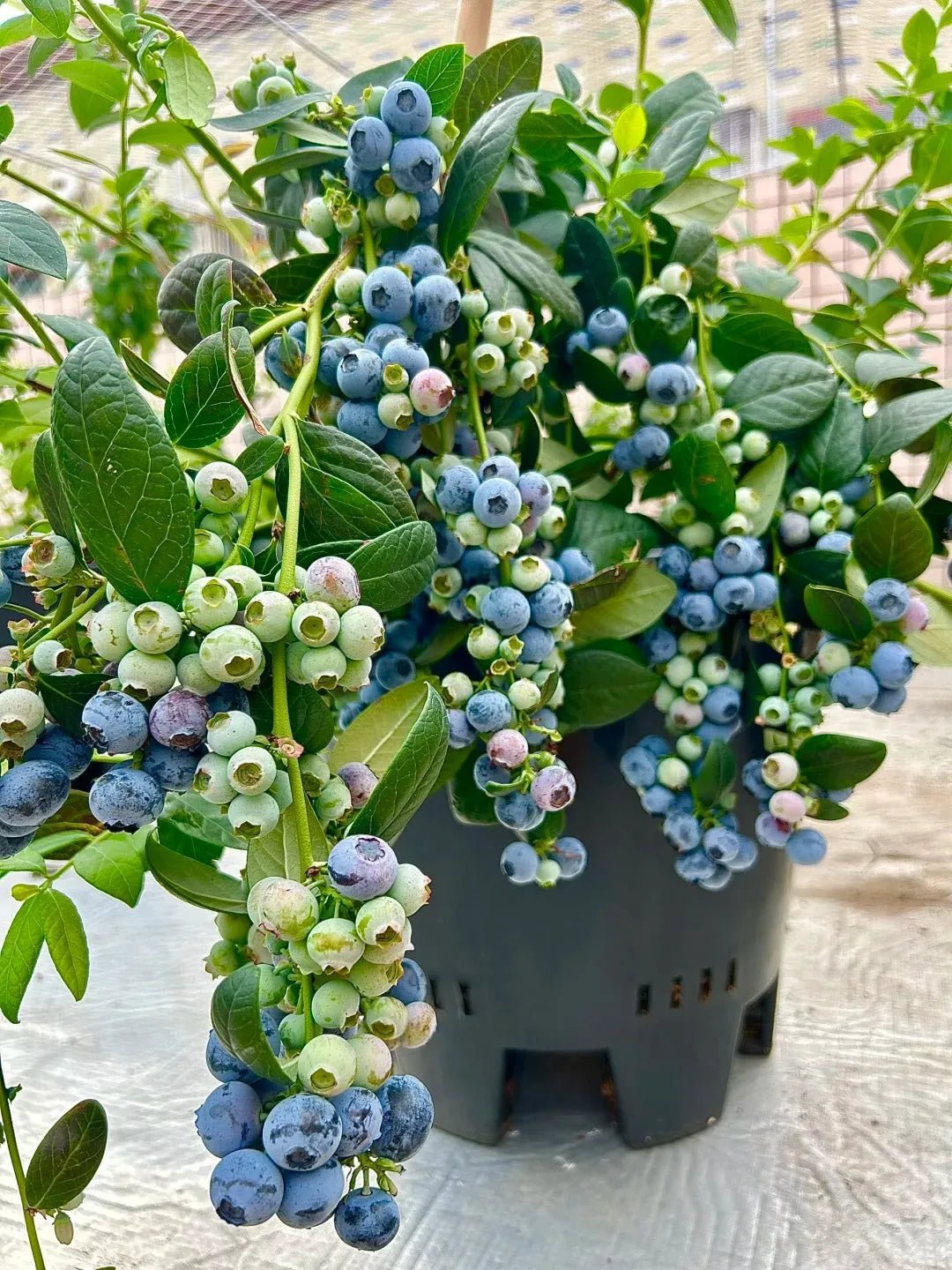 Top Hat Blueberry Bush - Soil Song