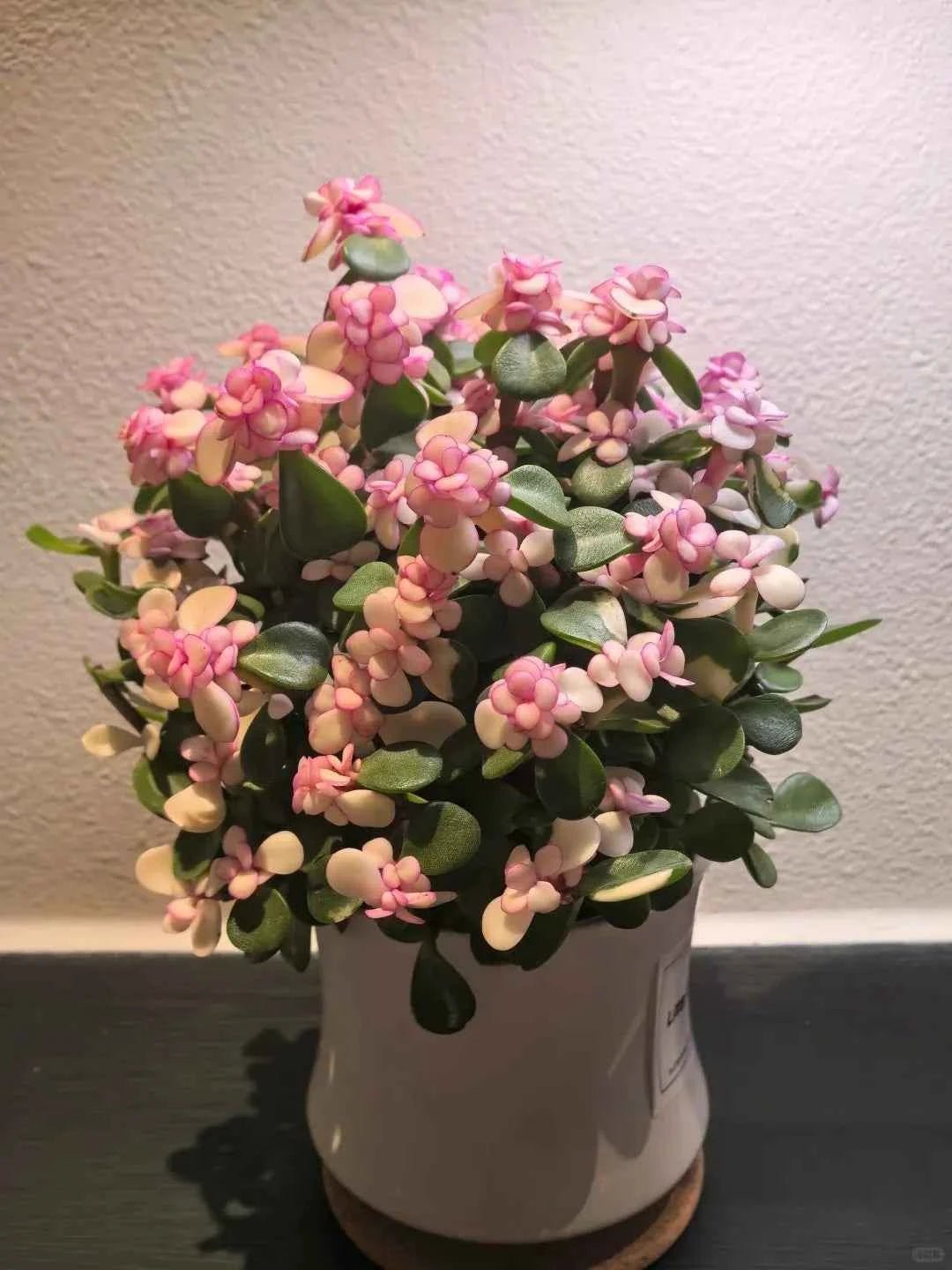 Variegated Portulacaria Afra with pink flower clusters and variegated succulent leaves in pot